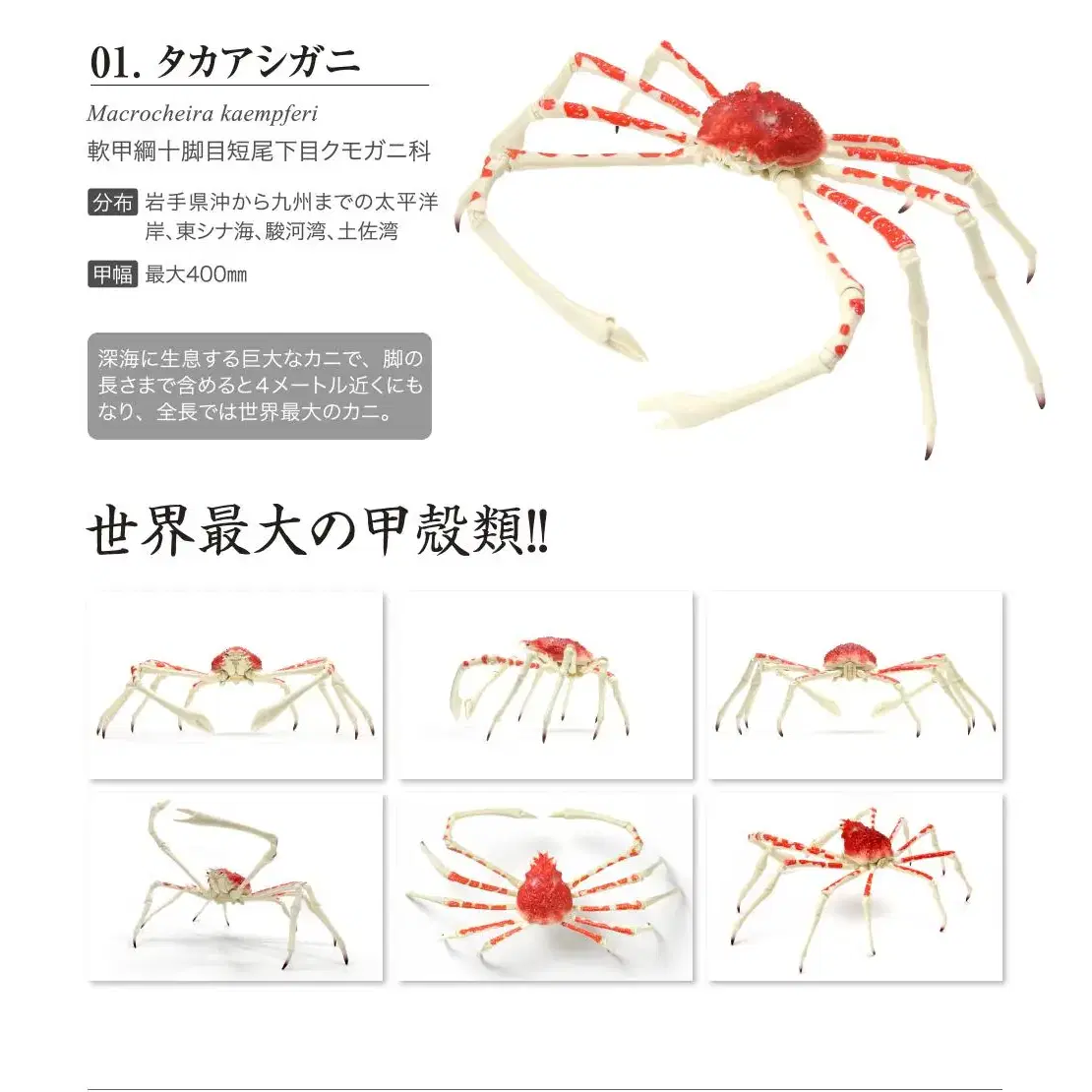 반다이 키다리게 일본거미게 단품 가챠 피규어 낚시 장난감 동물