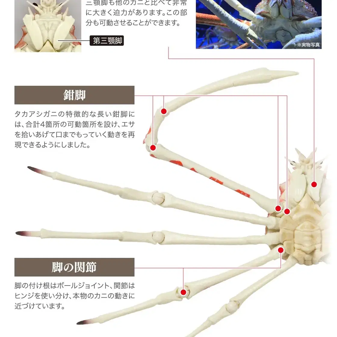 반다이 키다리게 일본거미게 단품 가챠 피규어 낚시 장난감 동물