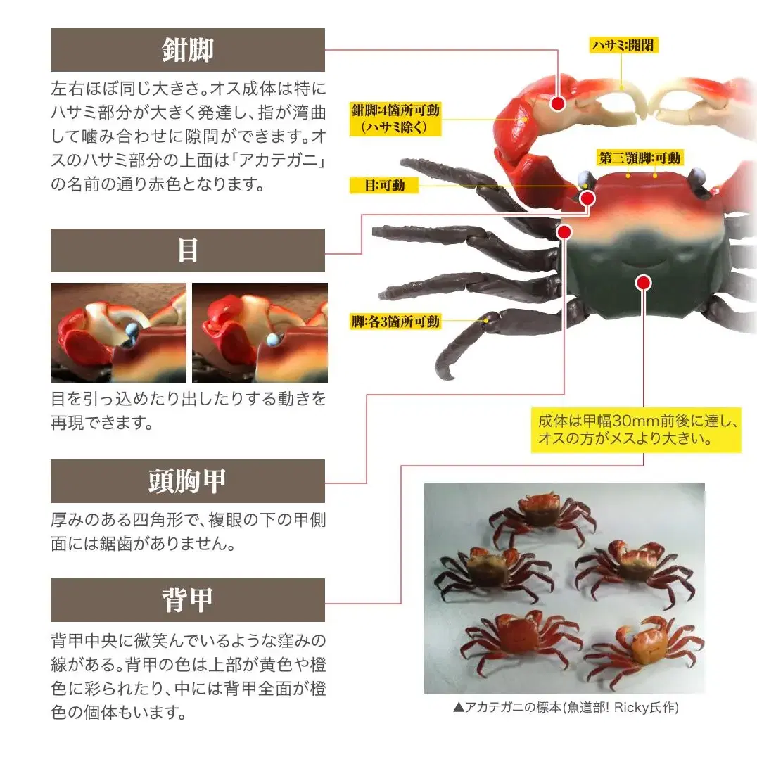 반다이 도둑게 단품 가챠 피규어 낚시 장난감 동물 생물 피규어