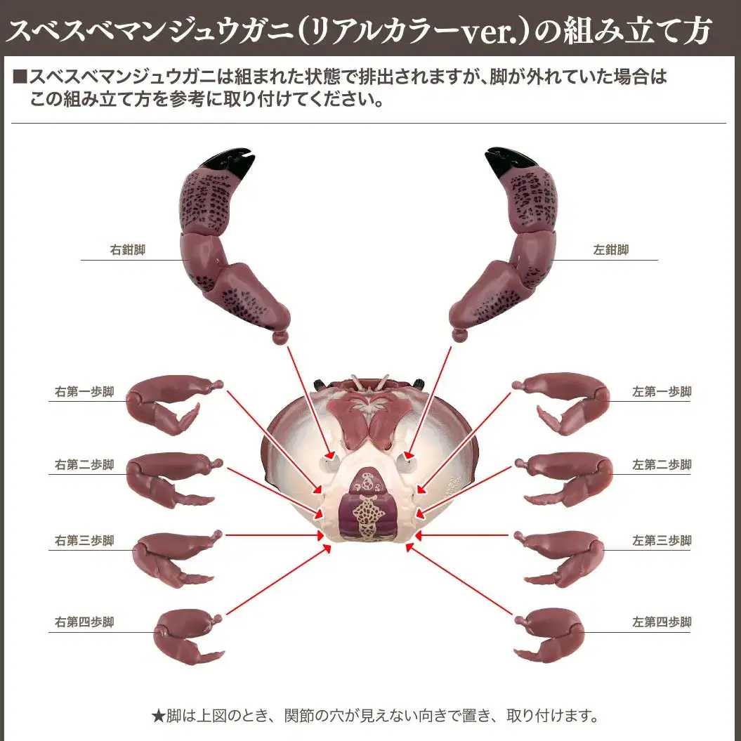 반다이 매끈이송편게(리얼칼라) 단품 피규어가챠 낚시 장난감 동물 피규어