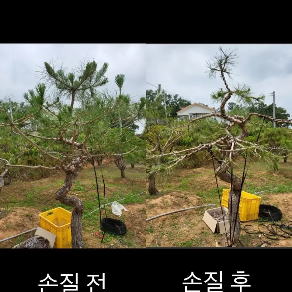 [지제현조경] 정원수 적송소나무 외 판매 및 관리