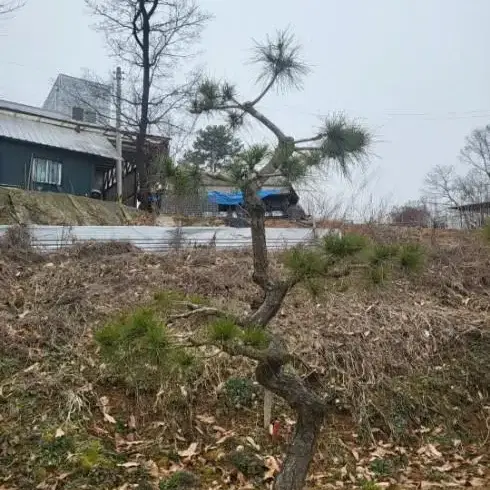 [지제현조경] 정원수 적송소나무 외 판매 및 관리