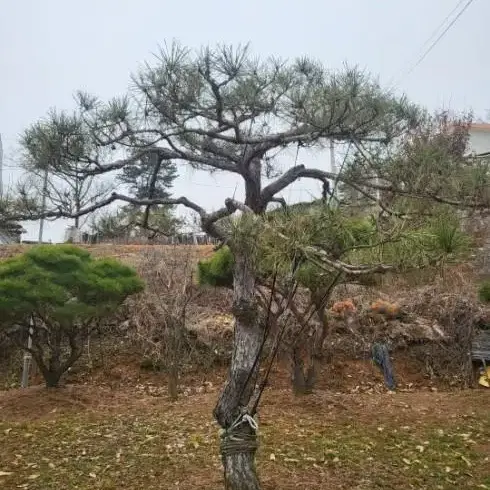 [지제현조경] 정원수 적송소나무 외 판매 및 관리