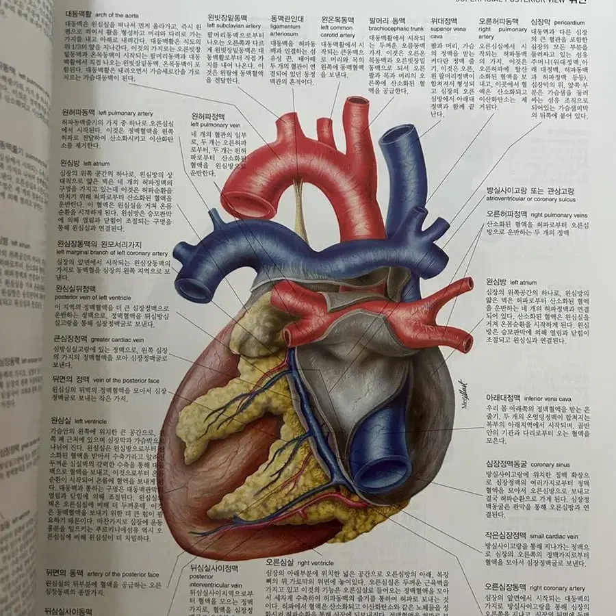 해부학, 조직학,병리학 (간호학과 새내기 추천!!)