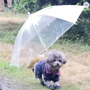 애견우산 강아지우산 강아지 외출 투명 우산 리드줄 산책