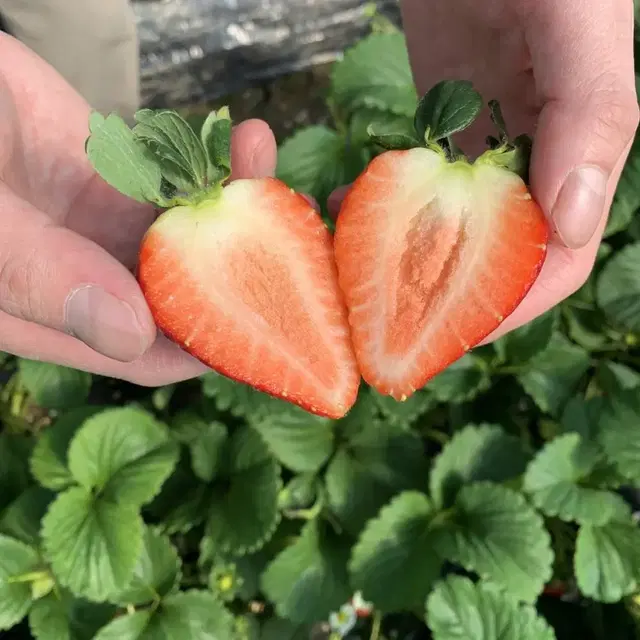 밀양 산타딸기 죽향 생딸기 산지직송