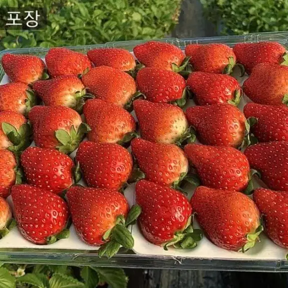 밀양 산타딸기 죽향 생딸기 산지직송