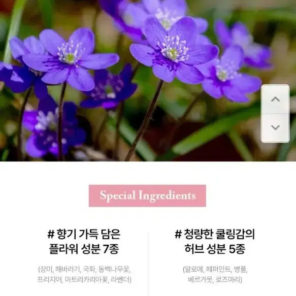 정직한실험실  보타닉 제비꽃 샴푸 팝니다