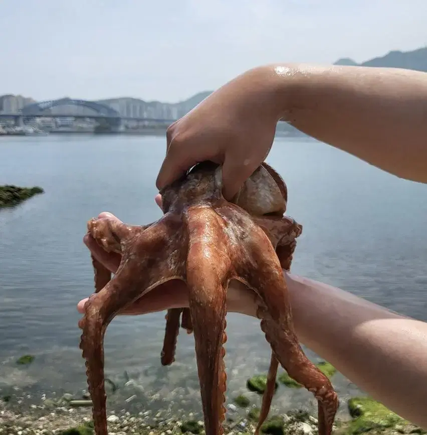 통영 자연산 활 돌문어 1kg 산지직송!!