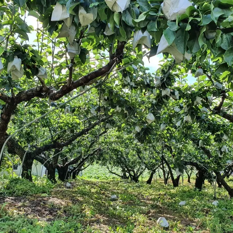 예산 배로 짠 배즙 50포 1박스