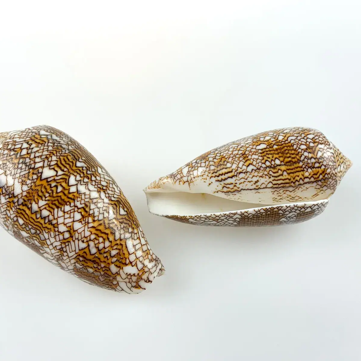 거미줄청자고둥(Conus textile) 박제 표본 조개껍데기 8-9cm