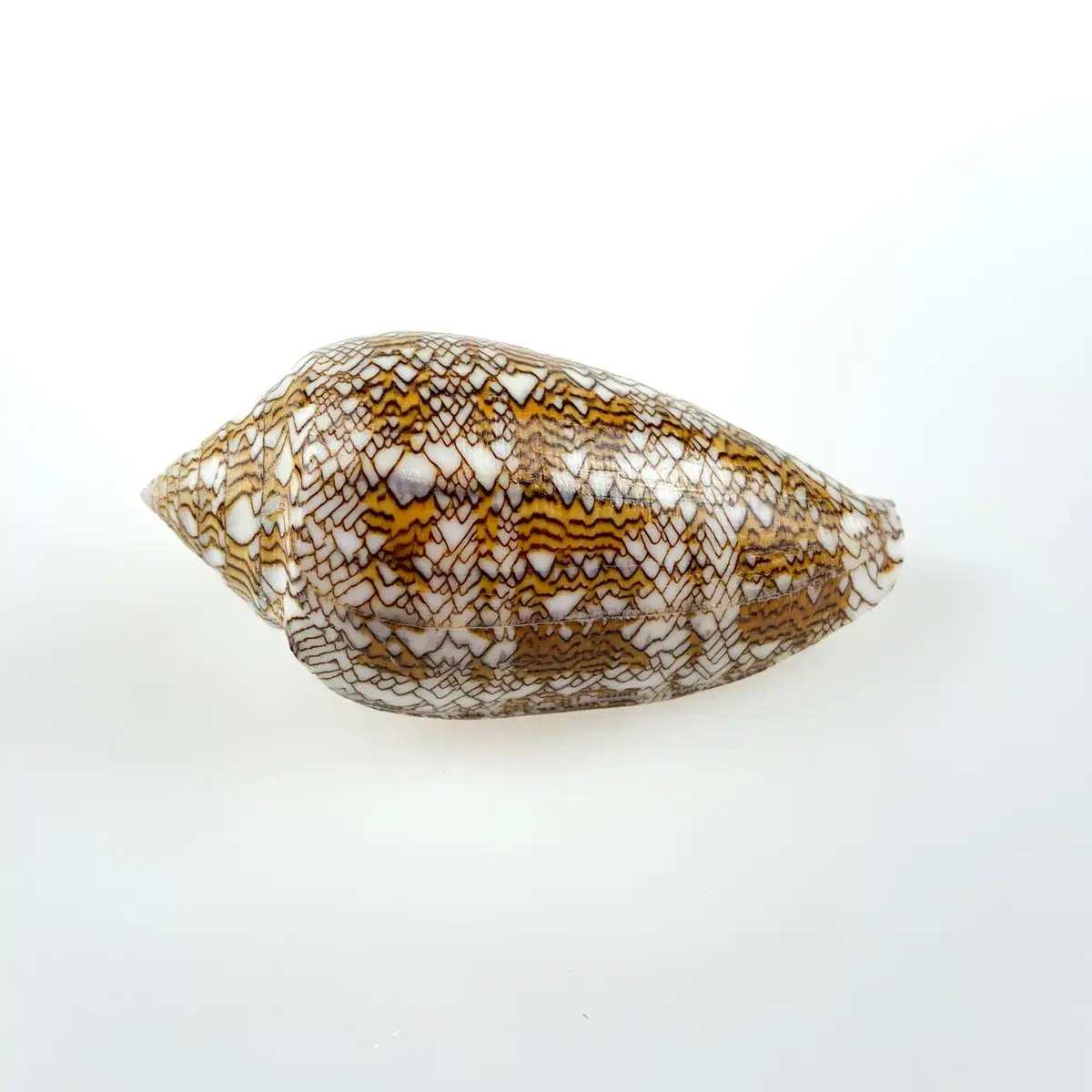 거미줄청자고둥(Conus textile) 박제 표본 조개껍데기 8-9cm