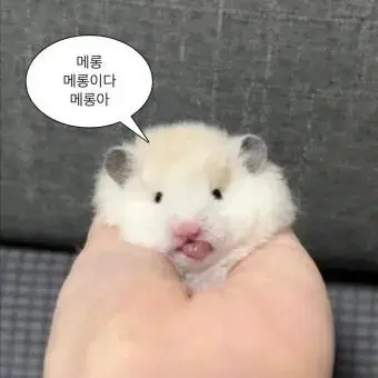 윰자랩핑지 교환합니다!!!!