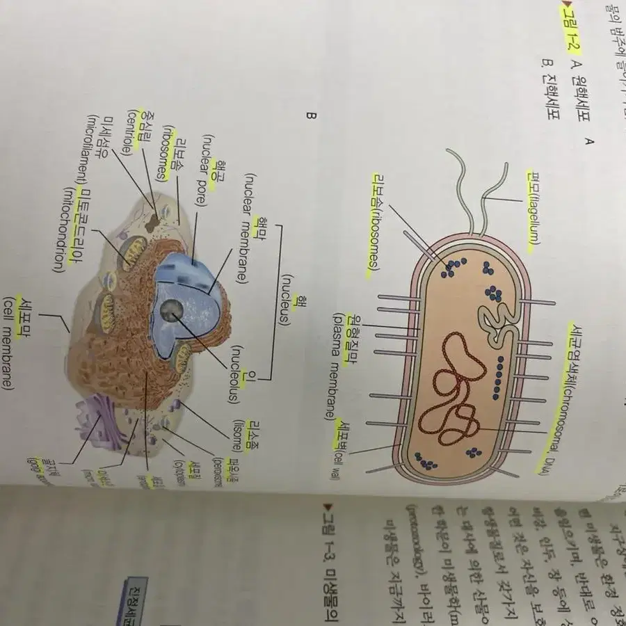 간호미생물학 보건에듀