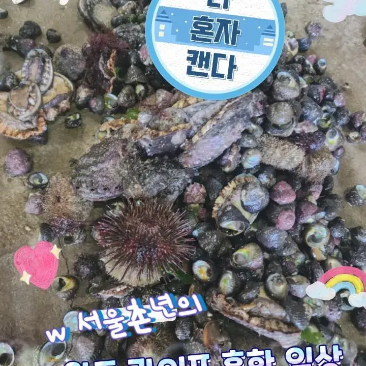 완도 보말 대숙 참고둥 믹스 1kg