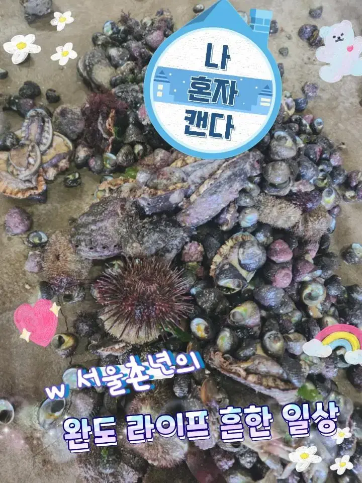 완도 보말 대숙 참고둥 믹스 1kg