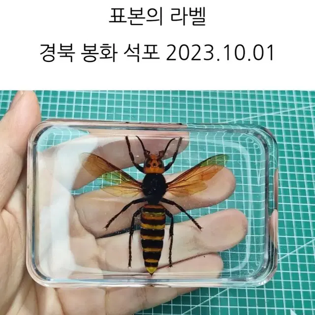 장수말벌 표본