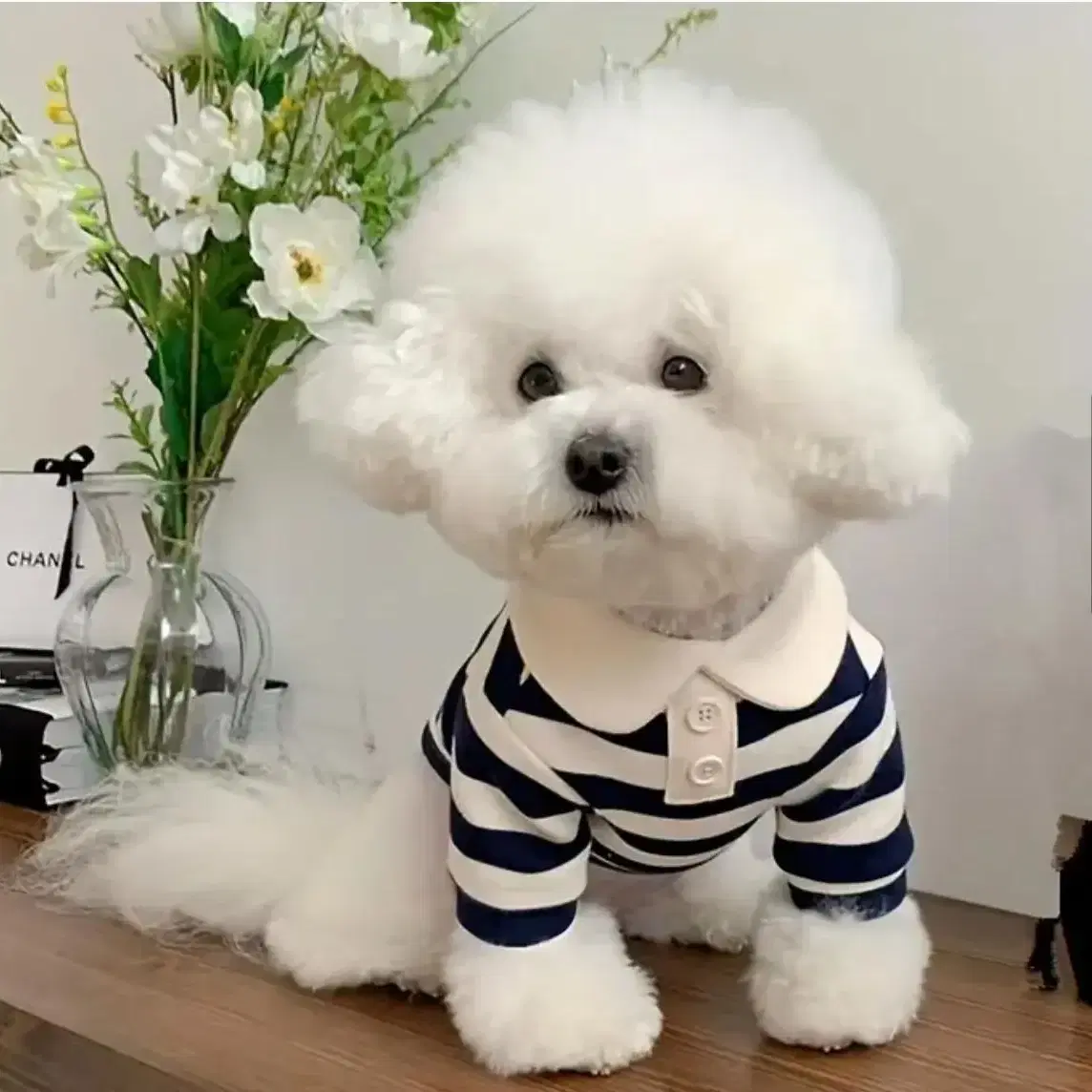 강아지 고양이 옷 판매합니다(새상품)