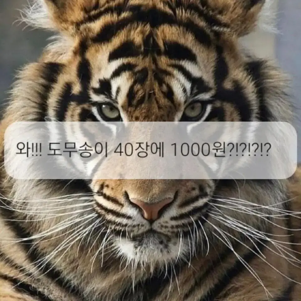 세븐틴 비공굿 판매합니다40장 1000원