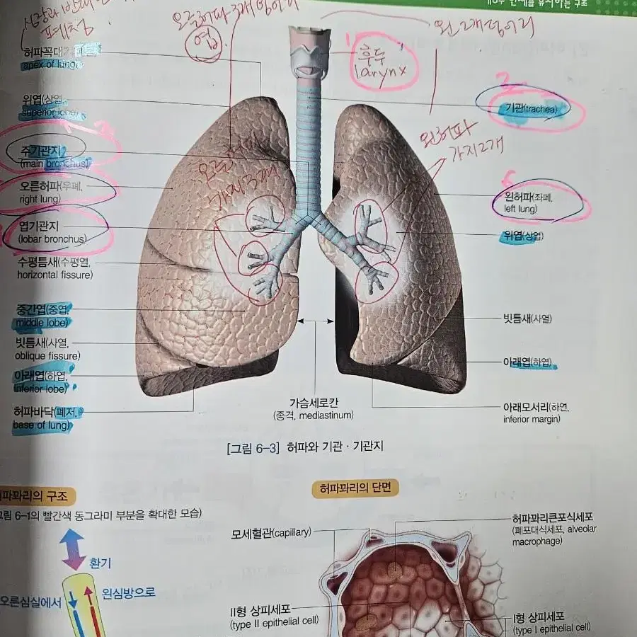 아틀라스 인체해부학