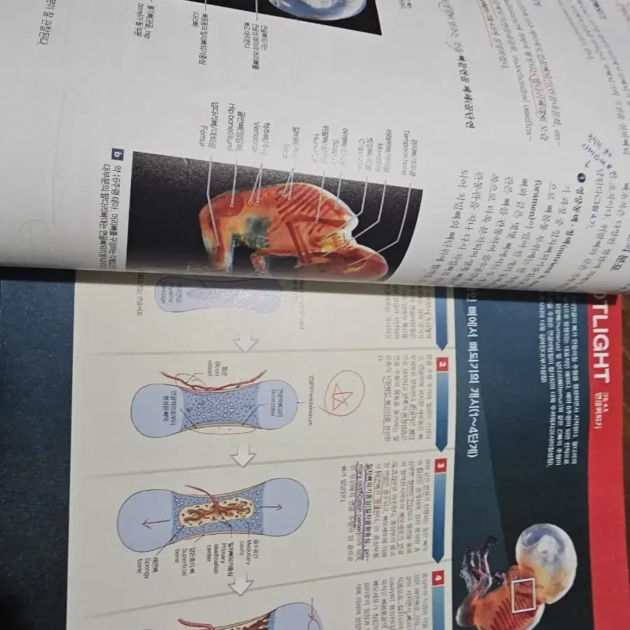 제8판 인체해부학 구조와 기능