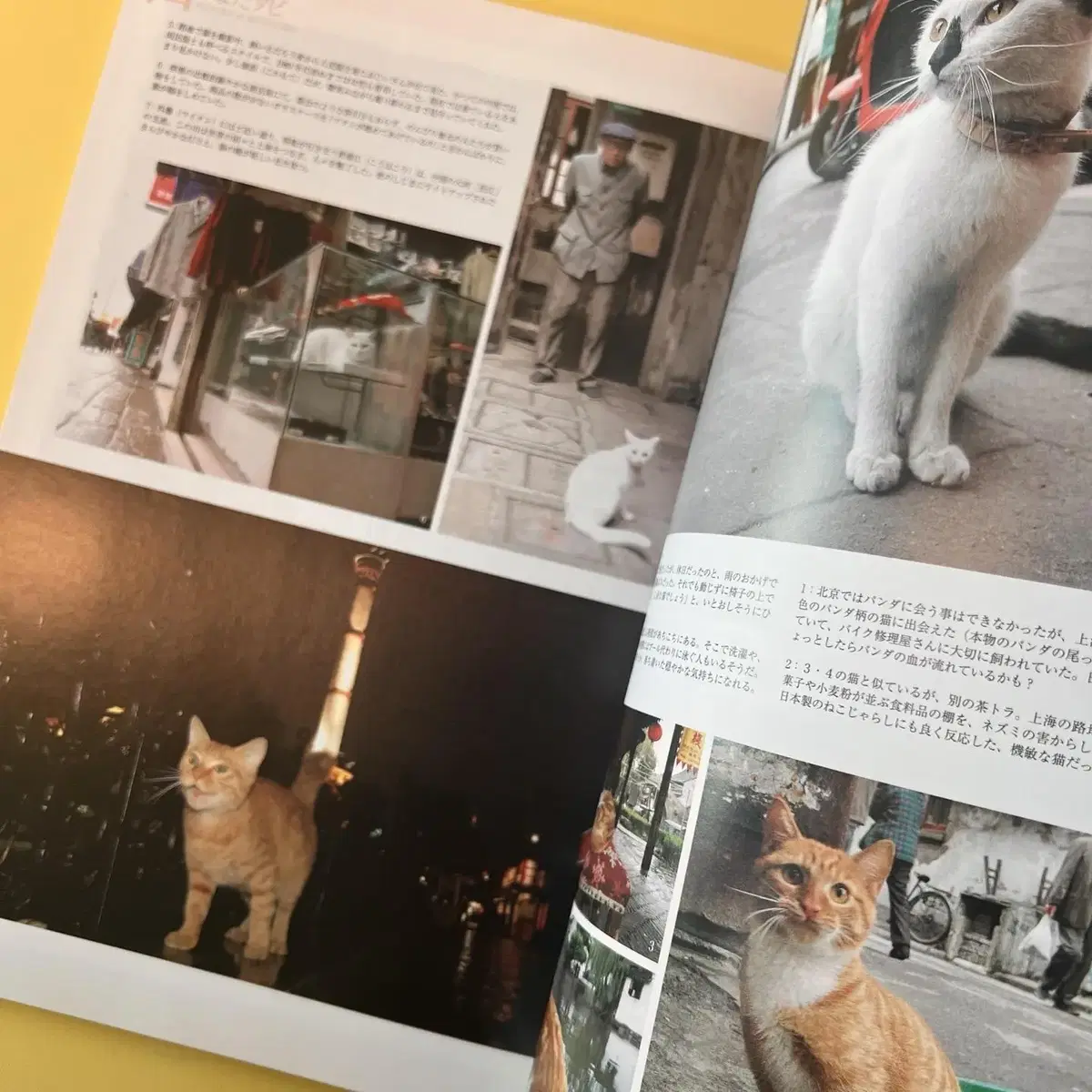 고양이잡지 네코 NEKO 2008-06 vol64 일본 빈티지잡지 고양이