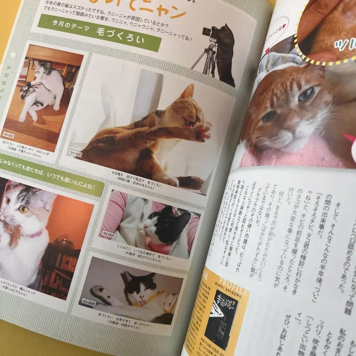 고양이잡지 네코 NEKO 2008-06 vol64 일본 빈티지잡지 고양이