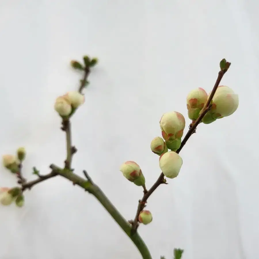 항의서 겹꽃 명자나무 분재 화분