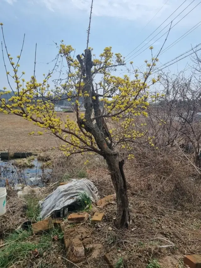 산수유나무 팝니다.(포항.경주)