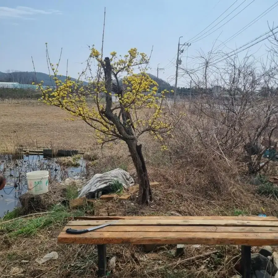 산수유나무 팝니다.(포항.경주)