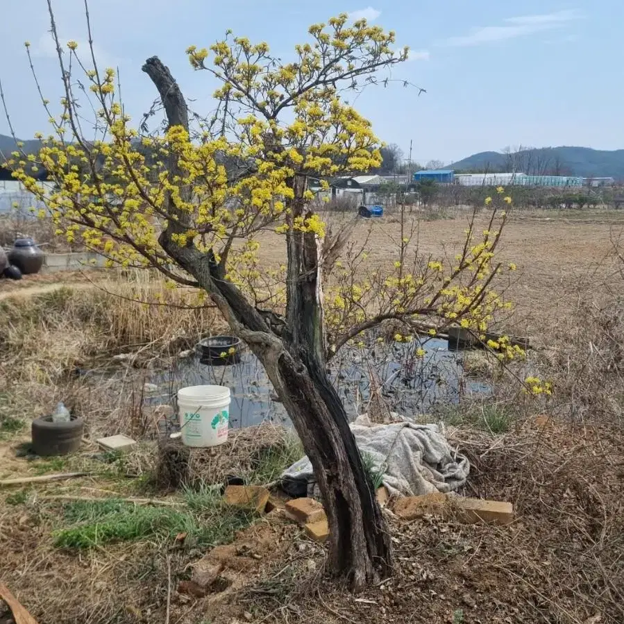 산수유나무 팝니다.(포항.경주)