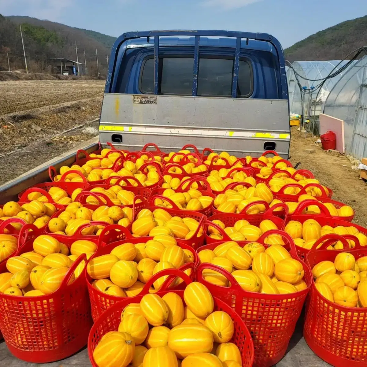 초특가 노마진 성주 꿀 참외 5kg 팝니다