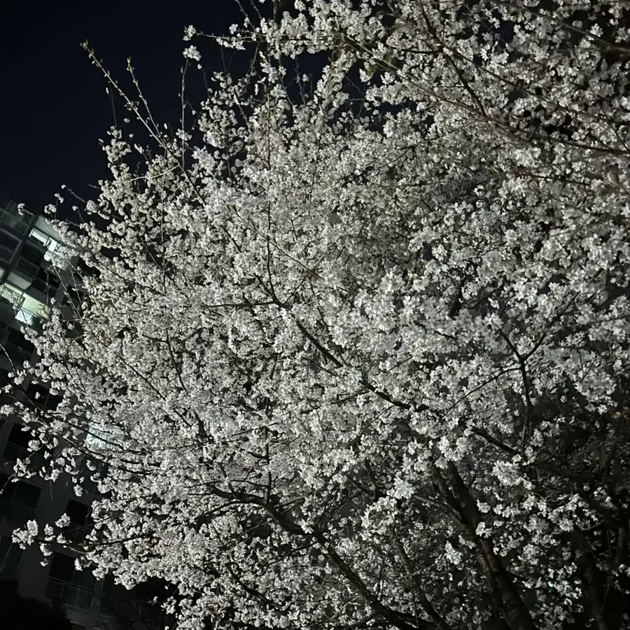 정건주 싸인폴라 싸폴