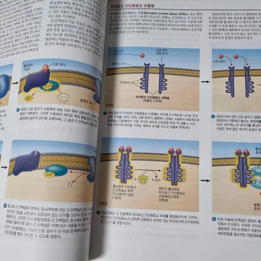 캠벨 생명과학 11판