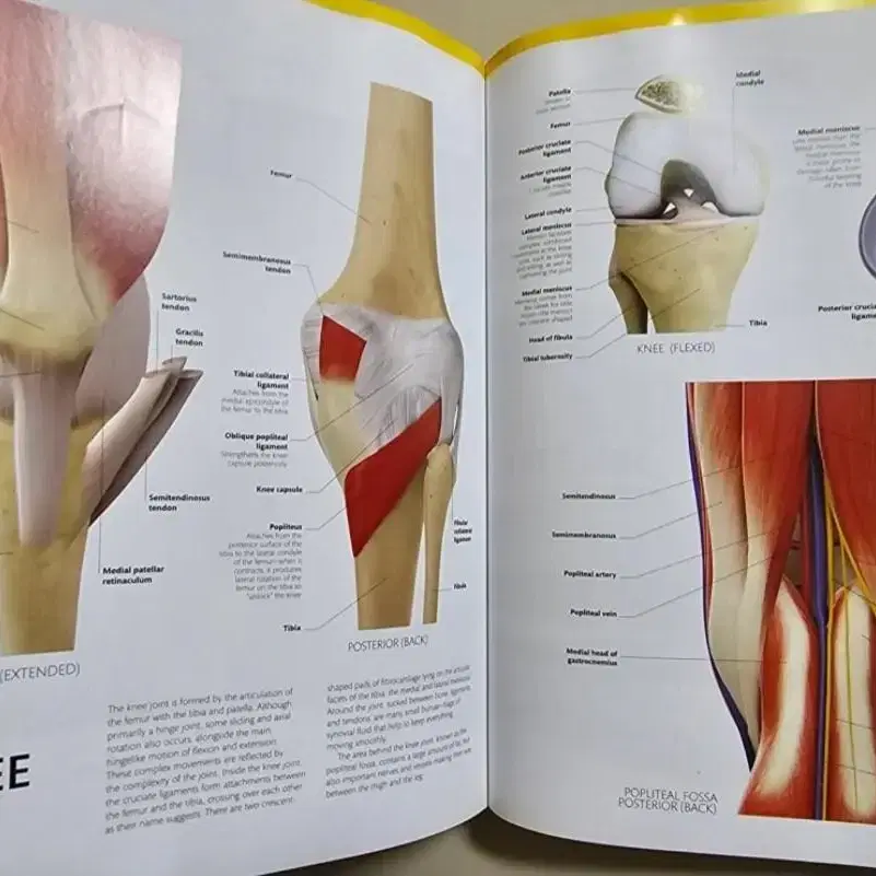 DK human anatomy, brain, body 등 원서