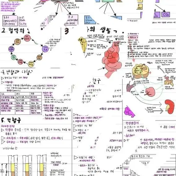 간호학과 생리학 병태생리학 병원미생물학 약리학 노트정리 일괄 판매 pdf