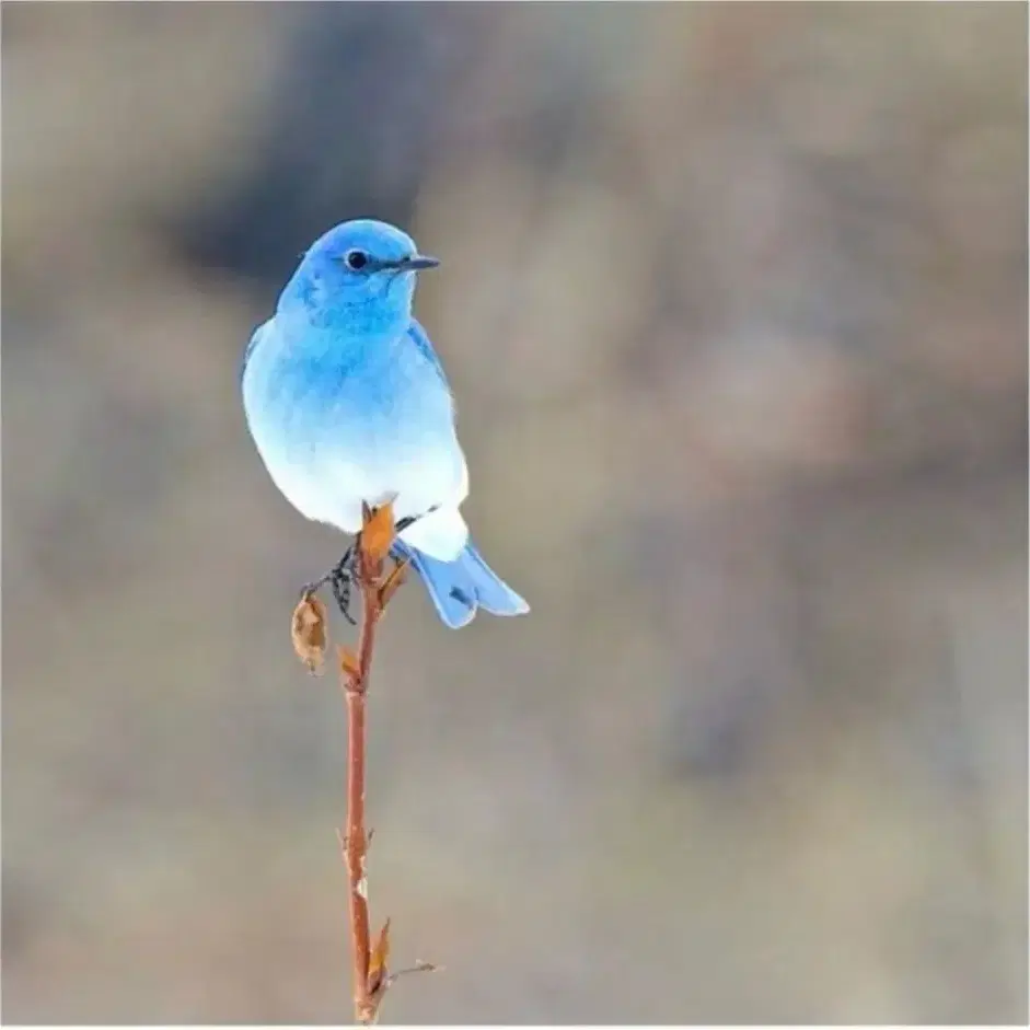 오마이걸 앨범 싸인