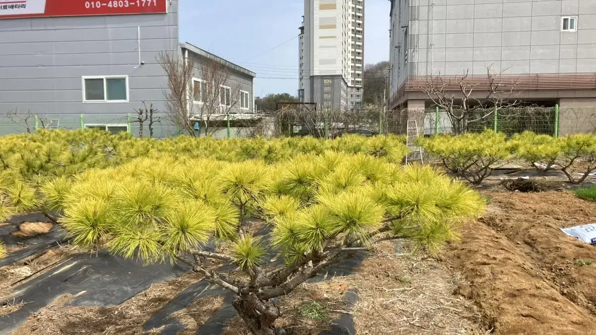 황금소나무(17년생)