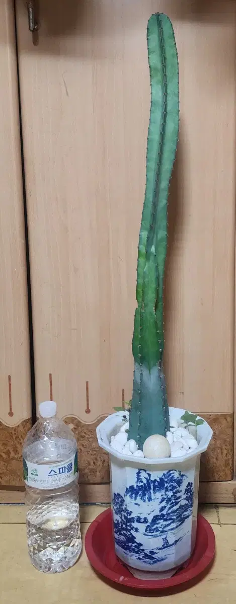 Gui-myeong-gak cactus