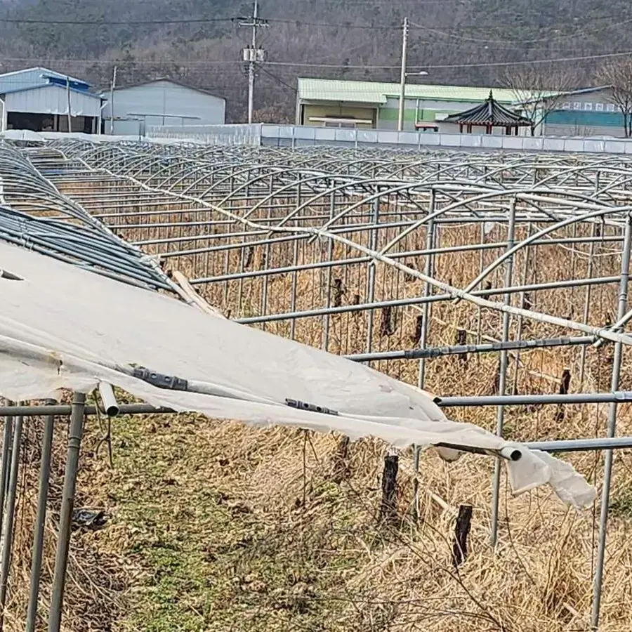 포도 샤인머스켓 캠벨하우스 비가림 시설 자재 필요하신분