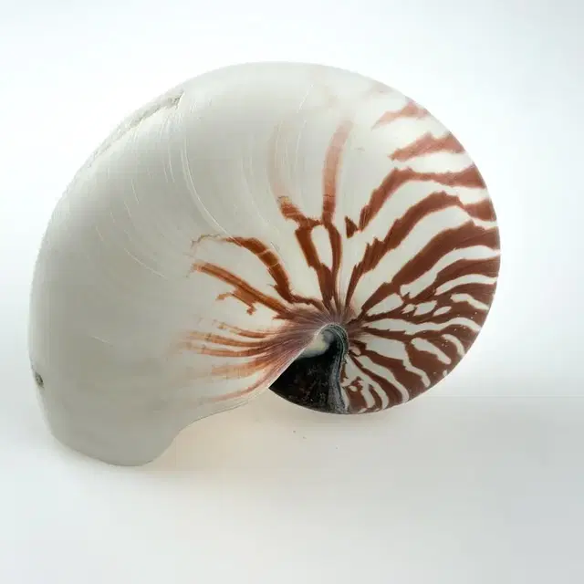 앵무조개(Nautilus pompilius) 껍데기 표본 박제