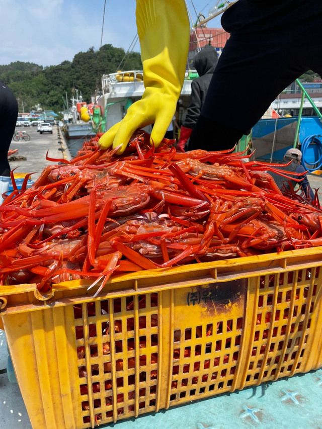 삼촌이 잡고, 제가 쪄서 갑니다. 홍게 디지게 맛나게 보내드릴게요.