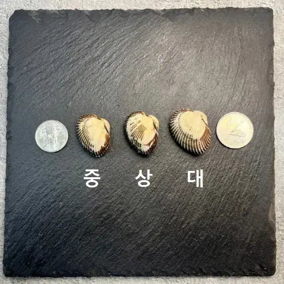 벌교 새꼬막 1kg