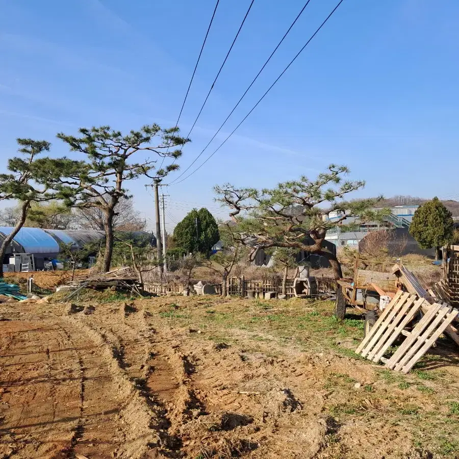 소나무 반송 정원수 판매