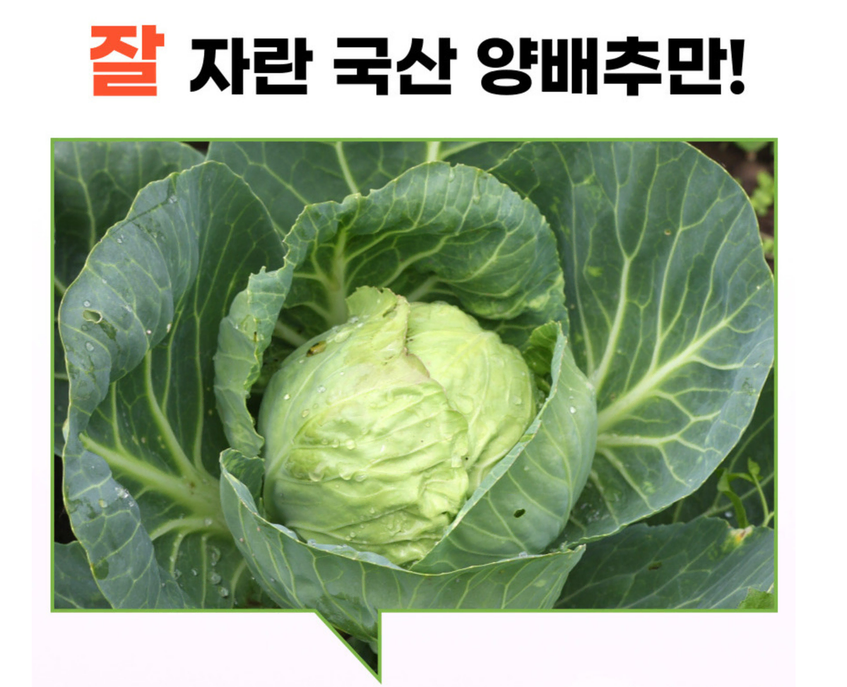 국내산 양배추환 위건강 변비개선 450g 장수식품 항산화