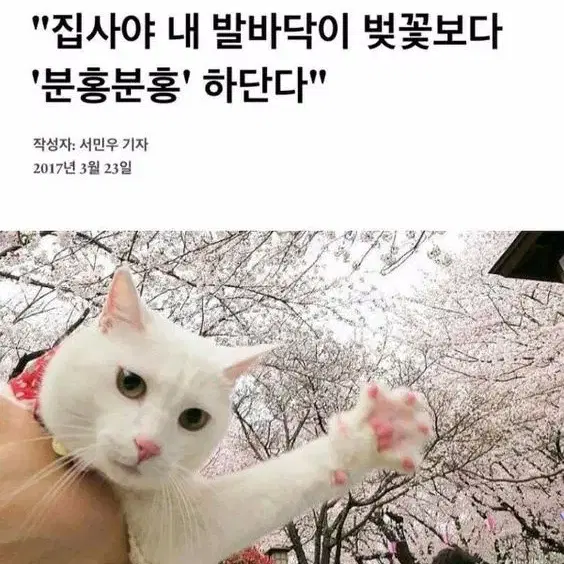 와앙땅호 지상고 져지 10cm 양도