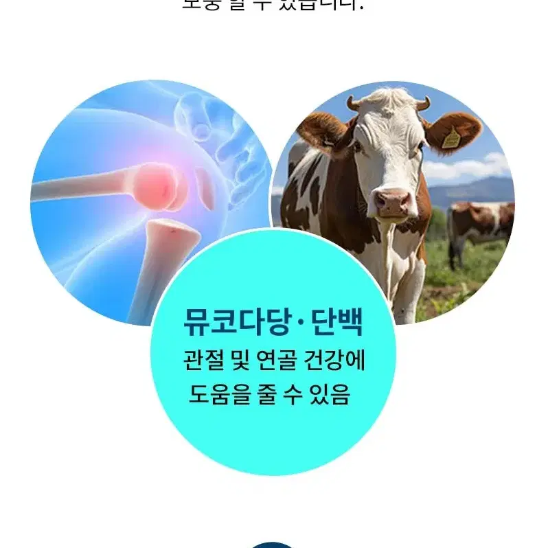 (180정) 코오롱ㅈㅔ약 쎈 소연골 뮤코다당 콘드로이친 1200 관절건강