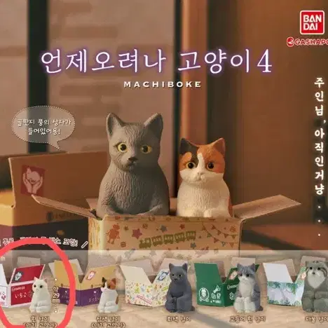 반다이 언제오려나 고양이 4 흰냥이