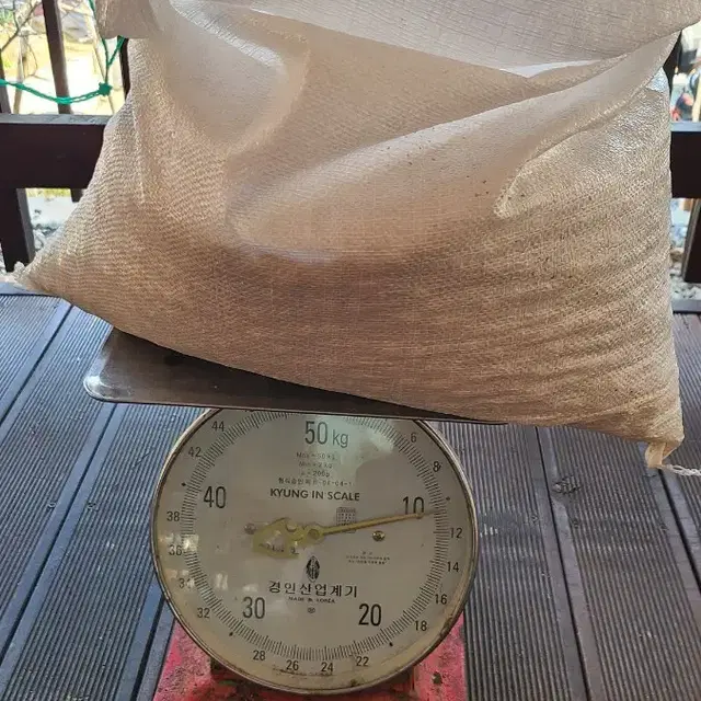 청정 평창 피은행 10kg 팔아요~