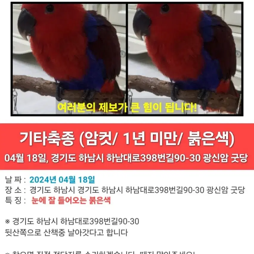 뉴기니아 앵무새 실종